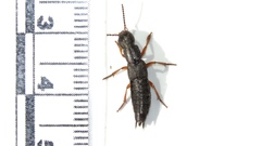 Dinothenarus badipes