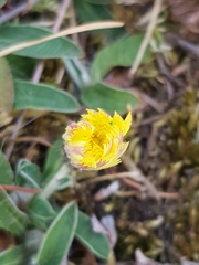 Pilosella officinarum