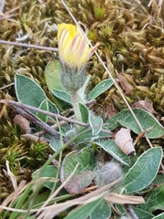 Pilosella officinarum