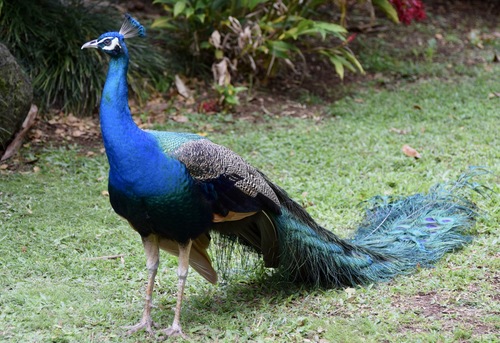 Pavo muticus observed 2015-02-26