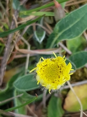 Pilosella officinarum