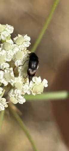 Mordella hubbsi seen in Sonoma Valley