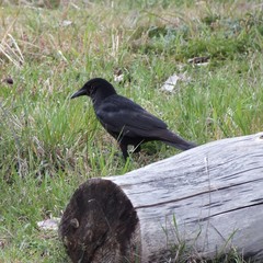 Corvus corone