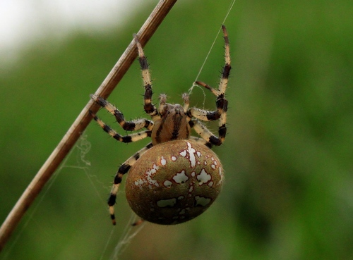 Four-spot Orbweaver