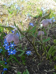 Helleborus purpurascens