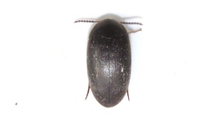 Eustrophinae