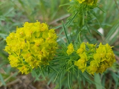 Euphorbia cyparissias