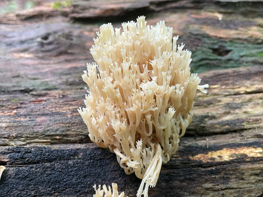 crown-tipped coral fungus · July 2026 · photo: Photo: (c) Bobby McCabe, some rights reserved (CC BY) · iNaturalist