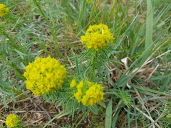 Euphorbia cyparissias