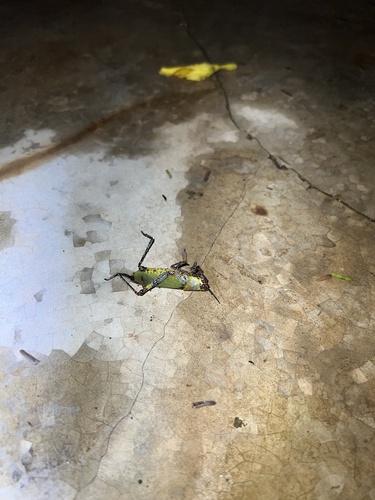 Variegated grasshopper