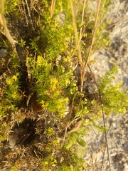 Galium andrewsii