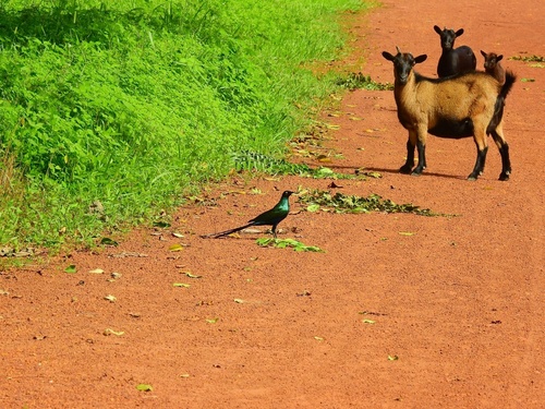 Long-tailed Glossy Starling