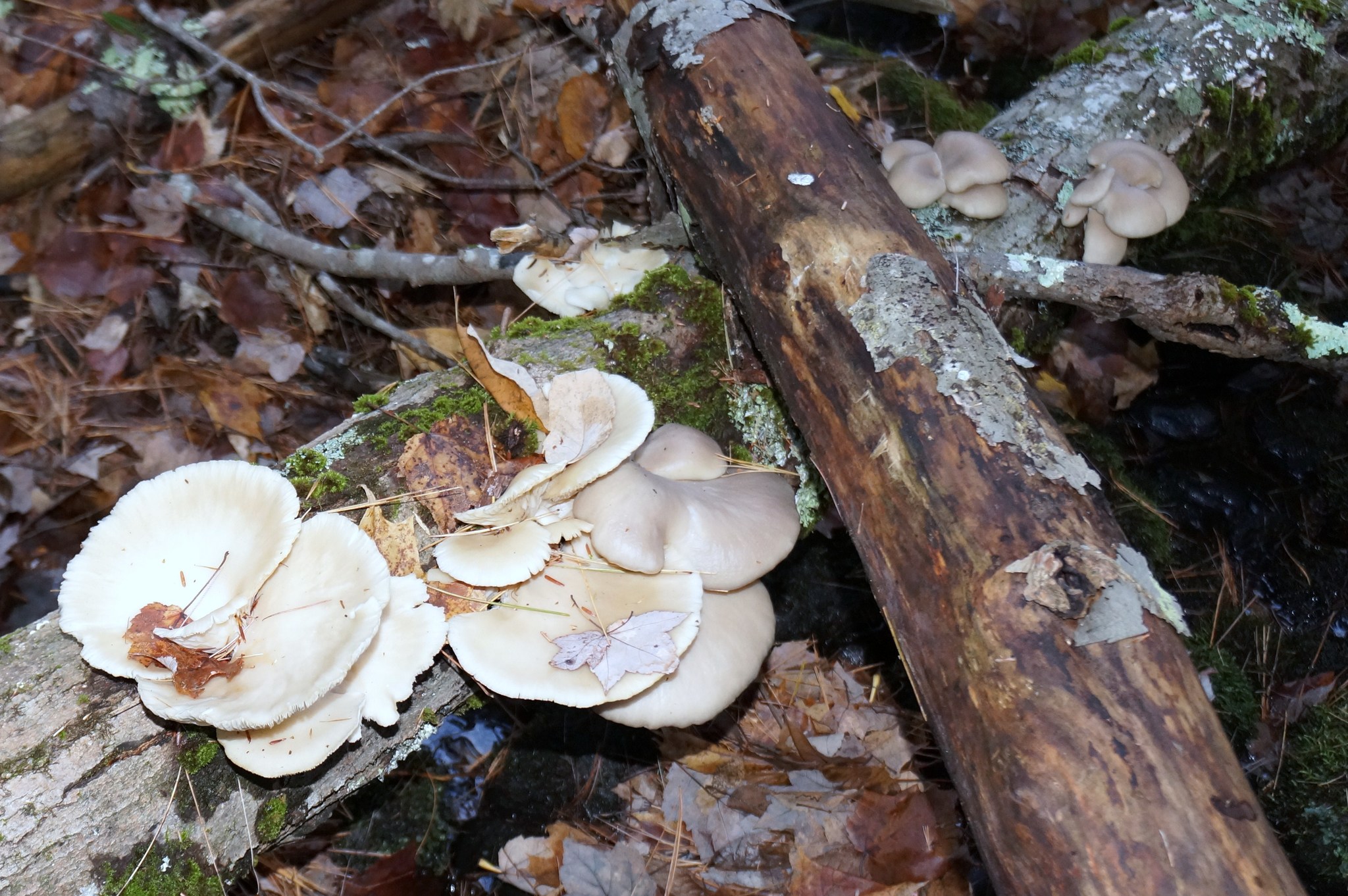 Pleurotus populinus image
