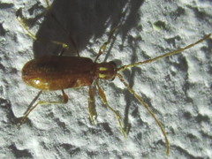 Ptinus raptor