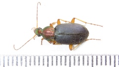 Chlaeniellus