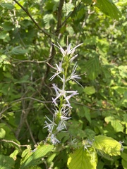 Asyneuma campanuloides, photograph (c) Илья Руденко, some rights reserved (CC BY)