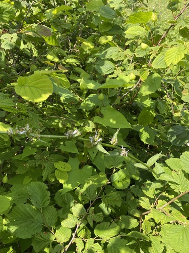 Asyneuma campanuloides, photograph 4