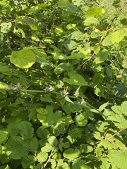 Asyneuma campanuloides, photograph (c) Илья Руденко, some rights reserved (CC BY)