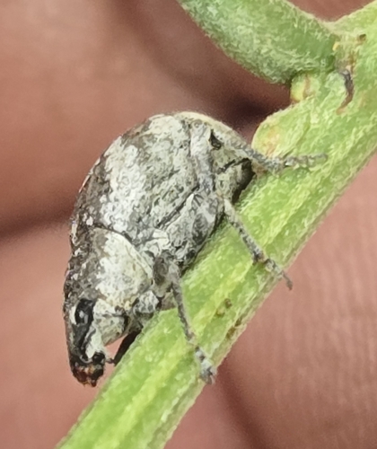 Imbricated Snout Beetle