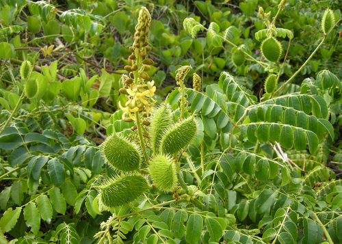 Guilandina bonduc, photograph 2