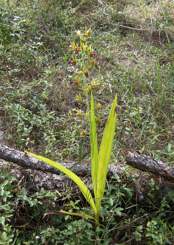 Eulophia alta, photograph 2