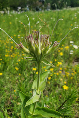 Penstemon cobaea