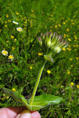 Penstemon cobaea