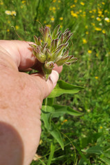 Penstemon cobaea