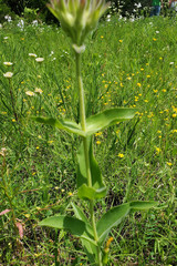 Penstemon cobaea