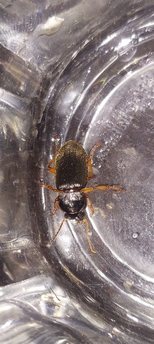 Strawberry Seed Beetle, Rotterdam, Appeldijk, Rotterdam, Nederland, photo 9 of 10