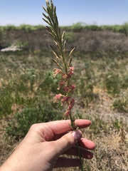 Oenothera cinerea cinerea