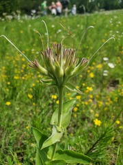 Penstemon cobaea