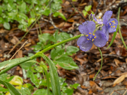 Tradescantia gigantea