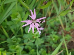 Silene flos-cuculi
