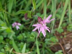 Silene flos-cuculi