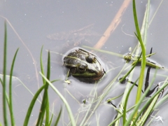 Pelophylax