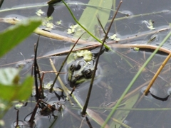 Pelophylax