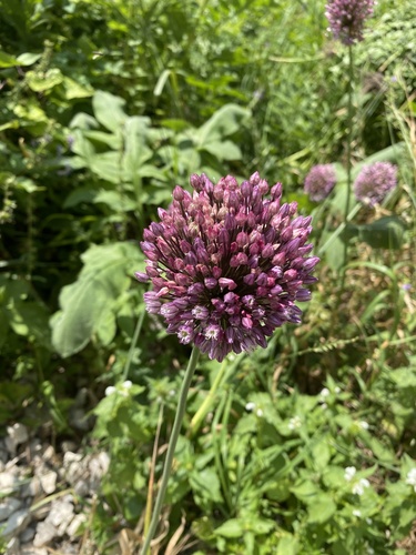 Allium rotundum, photograph 6