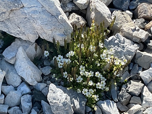 Cerastium uniflorum, photograph 3