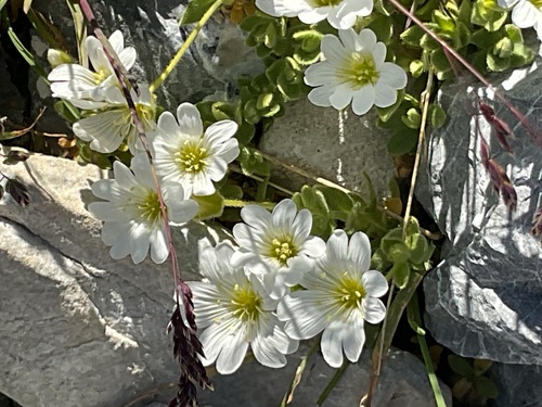 Cerastium uniflorum, photograph 4