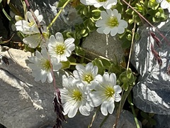 Cerastium uniflorum, photograph (c) krickard0505, some rights reserved (CC BY)