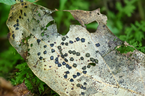 Coccomyces coronatus