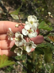 Crataegus marshallii