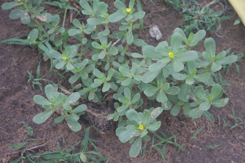 Common Purslane