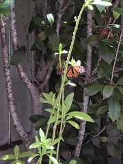 Danaus plexippus