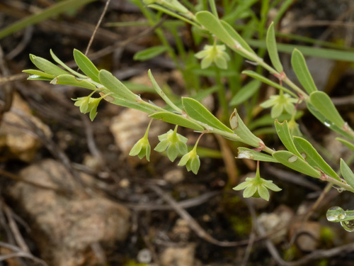 Phyllanthus polygonoides, photograph 6