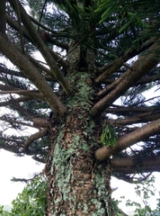 Eutacta