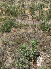 Oenothera cinerea cinerea