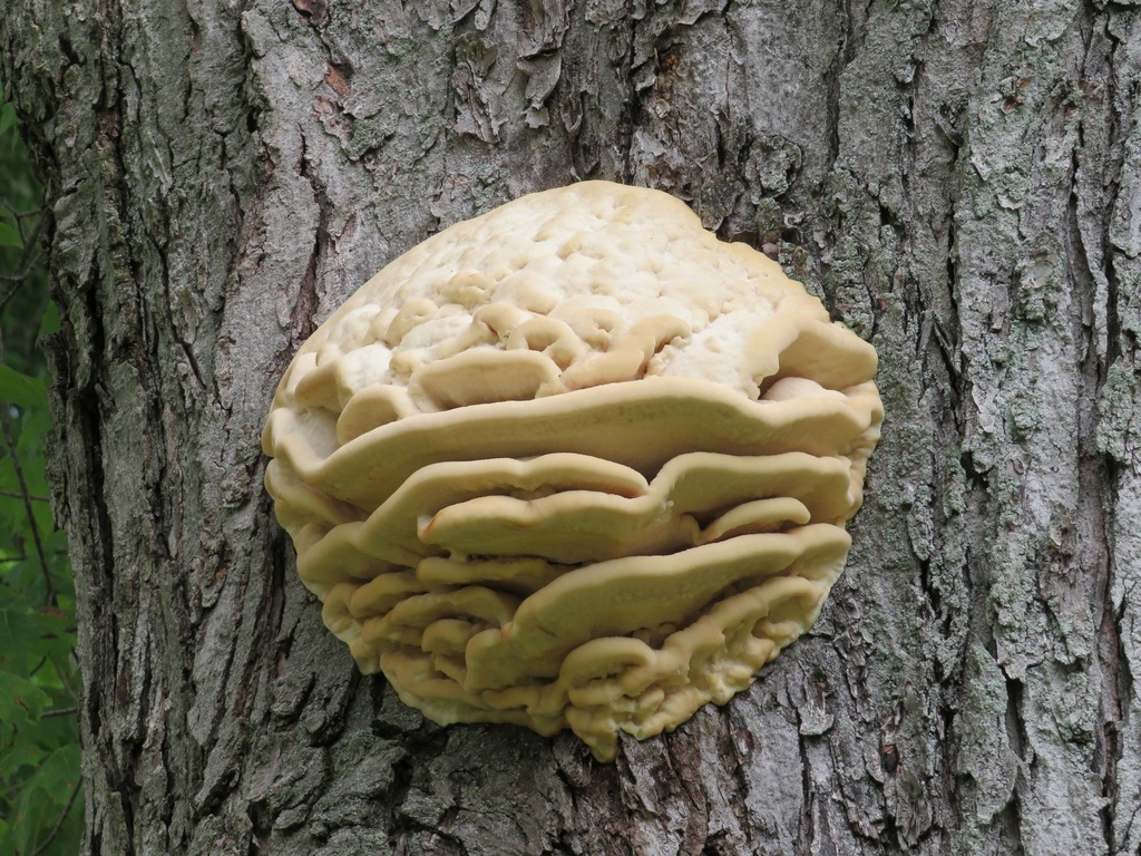 Northern Tooth · July 2026 · photo: Photo: (c) toad-wife, some rights reserved (CC BY) · iNaturalist