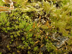 Weissia brachycarpa